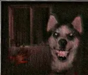 Will Smile dog want you to be his friend? Will Smile dog want you to be his friend?