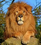 What Type of Lion Are You? What Type of Lion Are You?