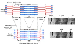 Muscle Building Quiz (1) Muscle Building Quiz (1)