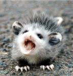 Which Opossum are you? Which Opossum are you?