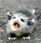 Which Opossum are you? Which Opossum are you?