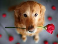 How well do you know your Dog Breeds? How well do you know your Dog Breeds?