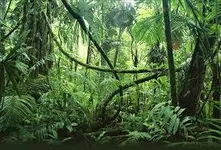 Would you survive in the jungle? Would you survive in the jungle?