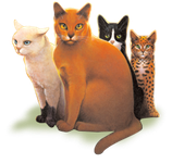 Which warrior cat are you? (12) Which warrior cat are you? (12)