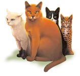 Which warrior cat are you? (12) Which warrior cat are you? (12)
