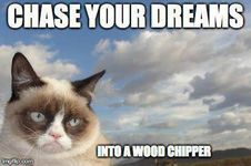 What breed of cat are you? (1) What breed of cat are you? (1)