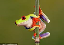 What's your spirit animal? What's your spirit animal?