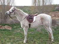 Riding Quiz Riding Quiz