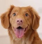 Do you know dog breeds? Do you know dog breeds?