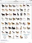 Do you know your dog breeds? Do you know your dog breeds?