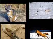 What Fox Are You? What Fox Are You?