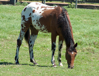 Appaloosa Trivia Appaloosa Trivia