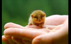 Can these little animals make you saw "AW!" Can these little animals make you saw "AW!"