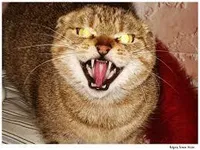 Is Your Cat Planning to Kill You? Is Your Cat Planning to Kill You?