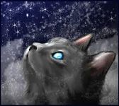 Would you be a medicine cat? Would you be a medicine cat?