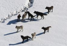 What would your coat, personality, rank & name be as a wolf? What would your coat, personality, rank & name be as a wolf?