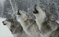 Feral Dog Test Feral Dog Test