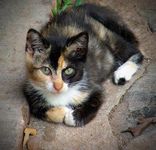 This cat is feeling: This cat is feeling: