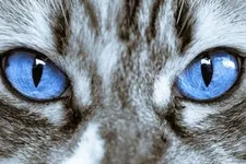 What Animal Are You? (71) What Animal Are You? (71)