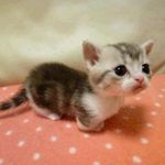 are you good with cats? are you good with cats?