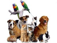 which pet are you? (1) which pet are you? (1)