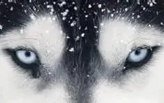 What rank are you in a wolf pack? (1) What rank are you in a wolf pack? (1)