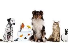 What pet fits your personality? What pet fits your personality?