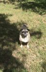 What is your spirit dog? What is your spirit dog?
