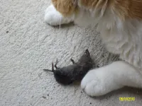 Which warrior cat are you? (5) Which warrior cat are you? (5)