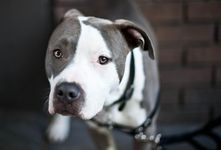 Dog breeds (Hard) Dog breeds (Hard)
