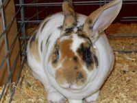 Bunny Quiz (read description plz) Bunny Quiz (read description plz)