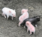 Do you really think you know what a pig is? Do you really think you know what a pig is?