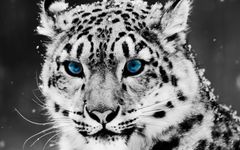 Which of these Animals are You most like? Which of these Animals are You most like?