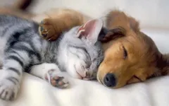are you a dog or a cat are you a dog or a cat