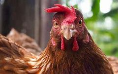 Chicken Intelligence quiz Chicken Intelligence quiz