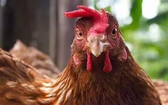 Chicken Intelligence quiz