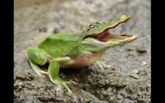 What Animal Hybrid Are You? What Animal Hybrid Are You?