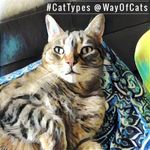 Cat Personality Quiz Cat Personality Quiz