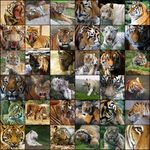 What Type of Tiger Are You? What Type of Tiger Are You?