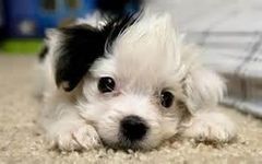 What dog breed are you? (5) What dog breed are you? (5)