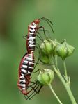 Insect Personalities Insect Personalities