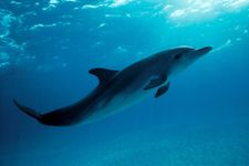 How Much Do You Know About Whales and Dolphins? How Much Do You Know About Whales and Dolphins?