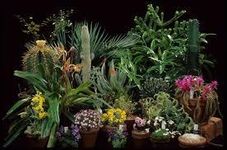 What plant are you? (1) What plant are you? (1)