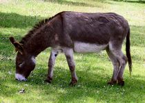 What farm animal would you have as a companion? What farm animal would you have as a companion?