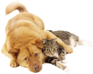 are you a cat or dog? (3) are you a cat or dog? (3)