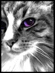 Warrior Cat Quiz (4) Warrior Cat Quiz (4)