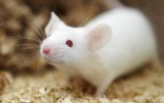 Are you ready for a pet mouse? Are you ready for a pet mouse?