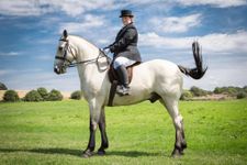 Name the Horse Sport! Name the Horse Sport!