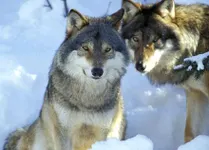 The True Wolf Test The True Wolf Test