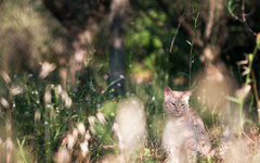 Which warrior cat are you most like? (1) Which warrior cat are you most like? (1)